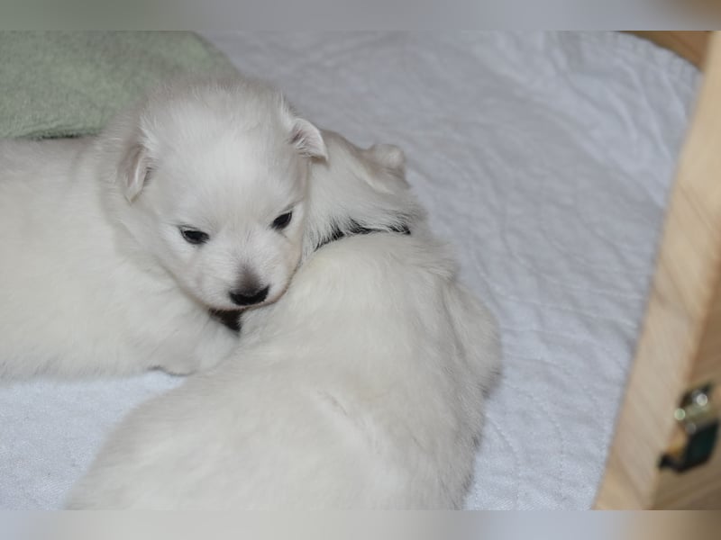Japan Spitz Welpe