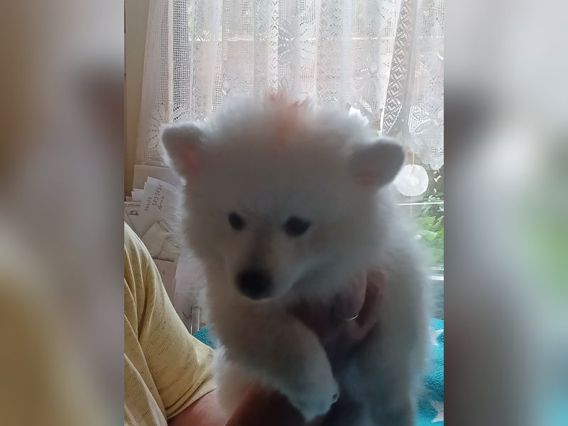 Japan Spitz Welpe Orange