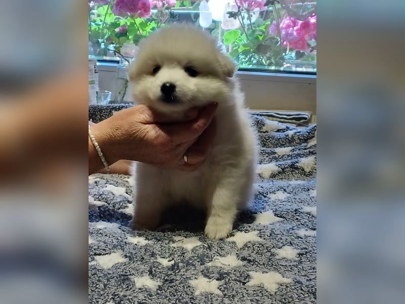 Japan Spitz Rüde blaue Markierung