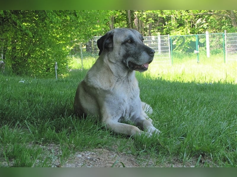 Elly sucht ein neues Zuhause