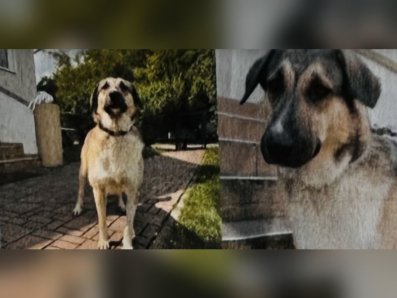 Kangal Mischling