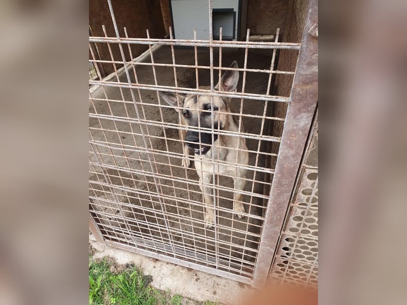 Császár von kettenlos