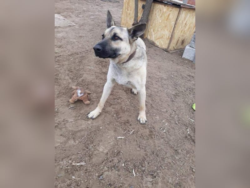 Császár von kettenlos