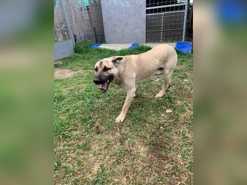 Császár von kettenlos