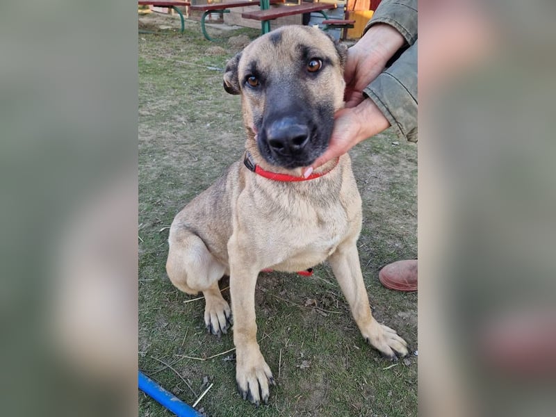 Császár von kettenlos