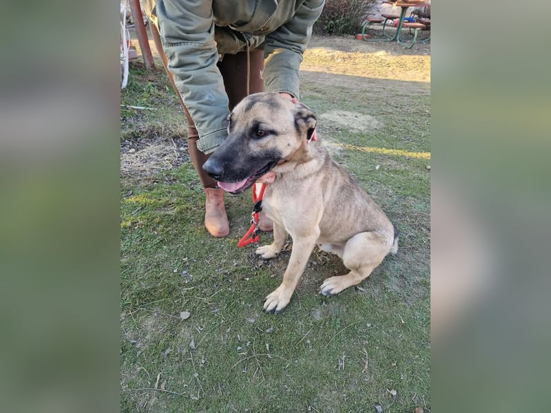 Császár von kettenlos