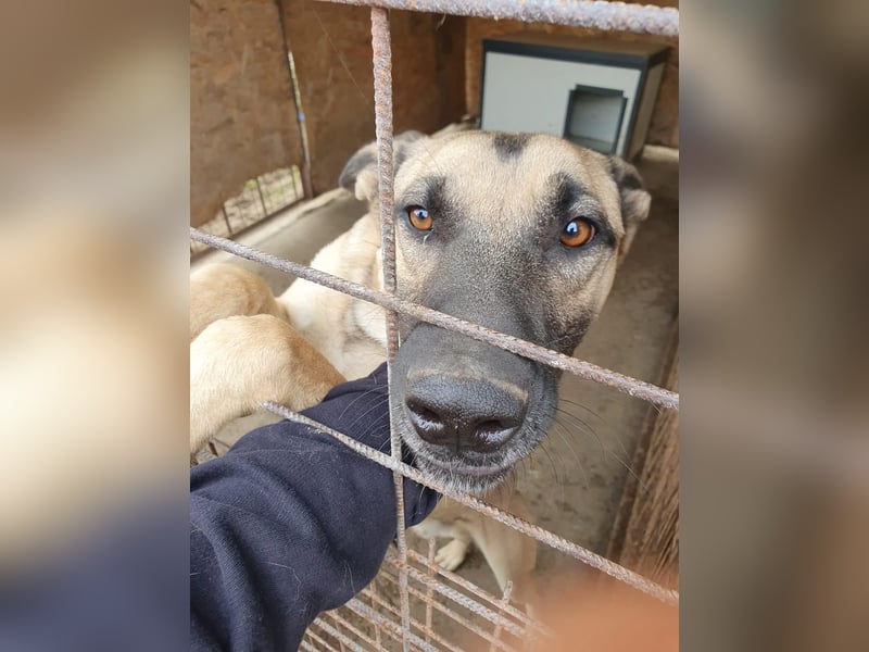 Császár von kettenlos