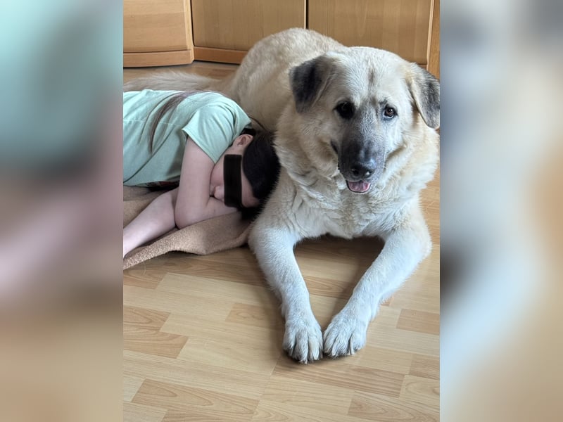 Familienhund sucht neues Zuhause