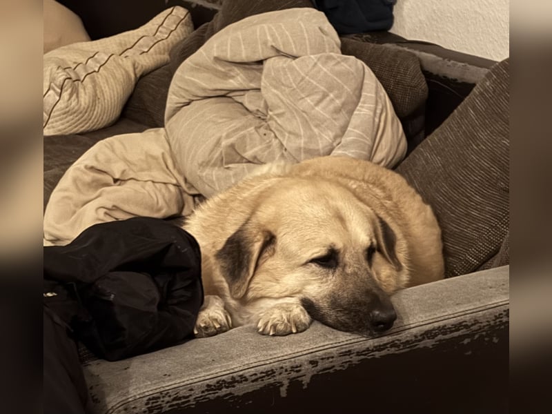 Familienhund sucht neues Zuhause