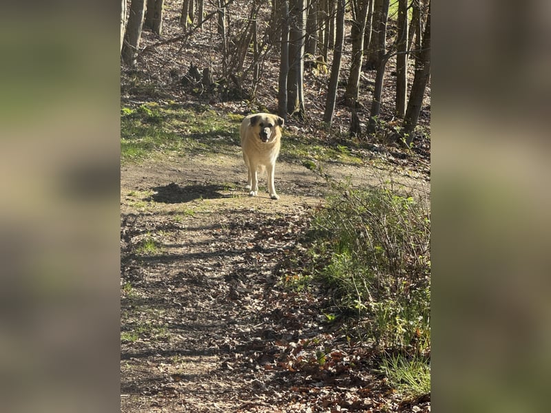 Familienhund sucht neues Zuhause