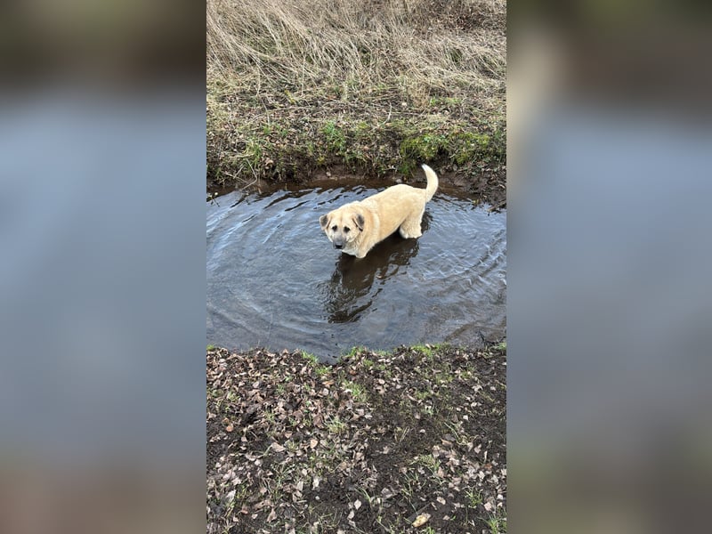 Familienhund sucht neues Zuhause