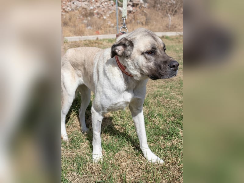 Großes Herz sucht neues Zuhause – Kangal-Hündin Gina hofft auf eine zweite Chance