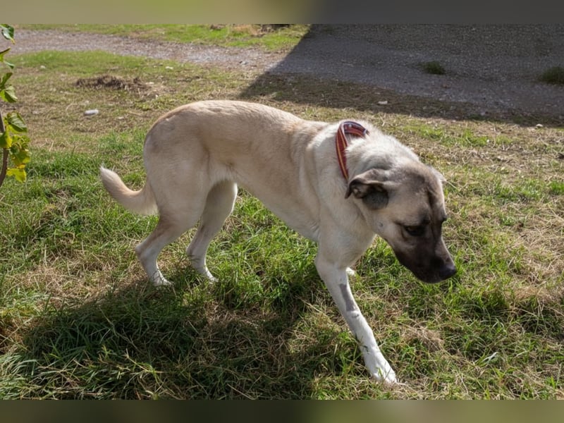 Großes Herz sucht neues Zuhause – Kangal-Hündin Gina hofft auf eine zweite Chance