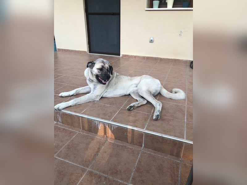 Großes Herz sucht neues Zuhause – Kangal-Hündin Gina hofft auf eine zweite Chance