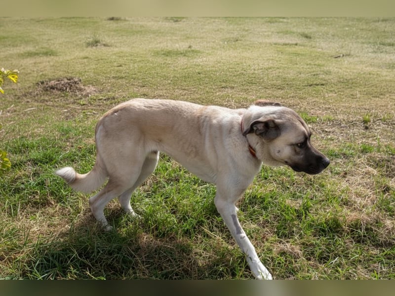 Großes Herz sucht neues Zuhause – Kangal-Hündin Gina hofft auf eine zweite Chance