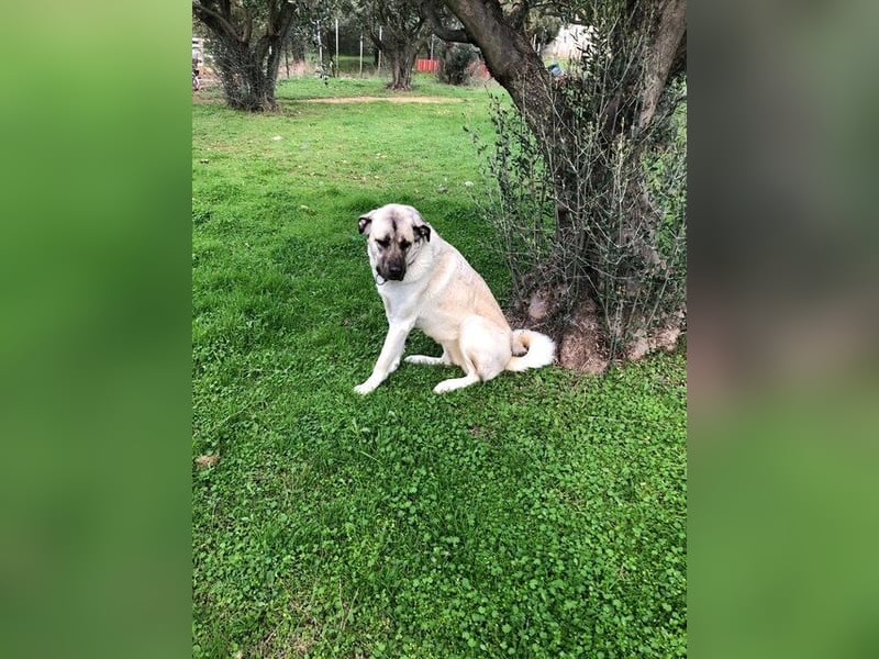 Großes Herz sucht neues Zuhause – Kangal-Hündin Gina hofft auf eine zweite Chance