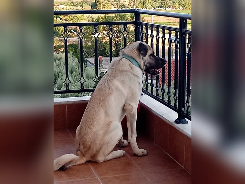 Großes Herz sucht neues Zuhause – Kangal-Hündin Gina hofft auf eine zweite Chance
