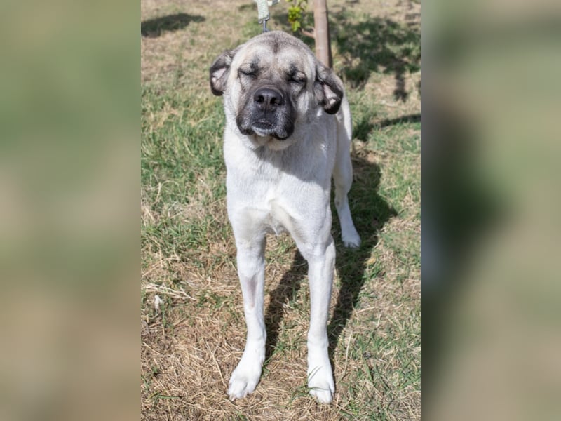 Großes Herz sucht neues Zuhause – Kangal-Hündin Gina hofft auf eine zweite Chance