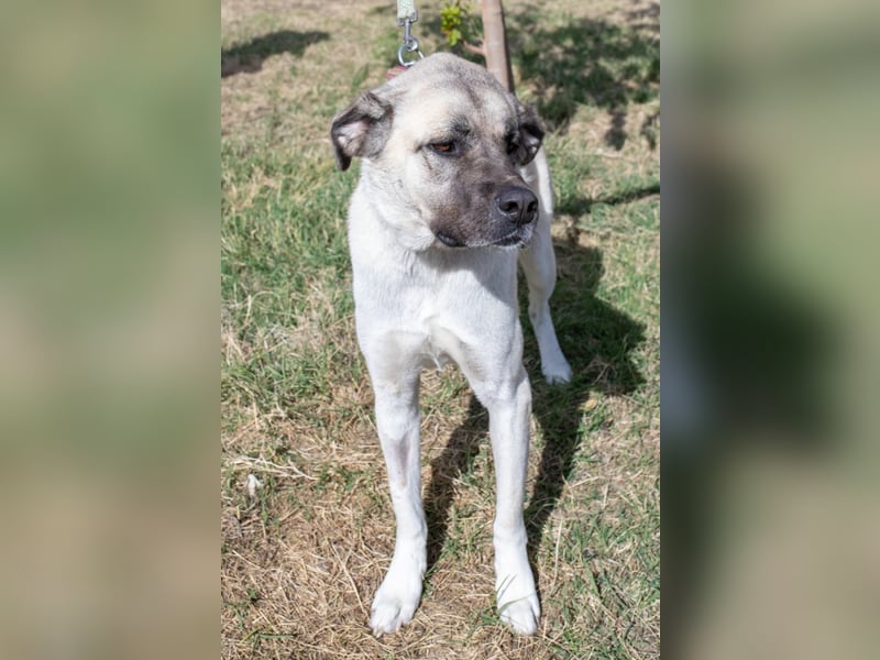 Großes Herz sucht neues Zuhause – Kangal-Hündin Gina hofft auf eine zweite Chance