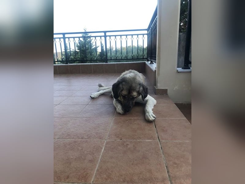 Großes Herz sucht neues Zuhause – Kangal-Hündin Gina hofft auf eine zweite Chance