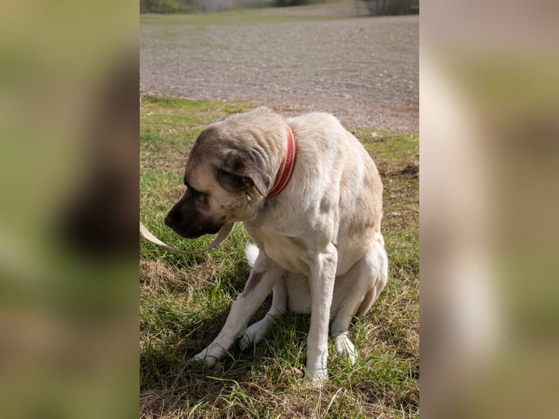Großes Herz sucht neues Zuhause – Kangal-Hündin Gina hofft auf eine zweite Chance