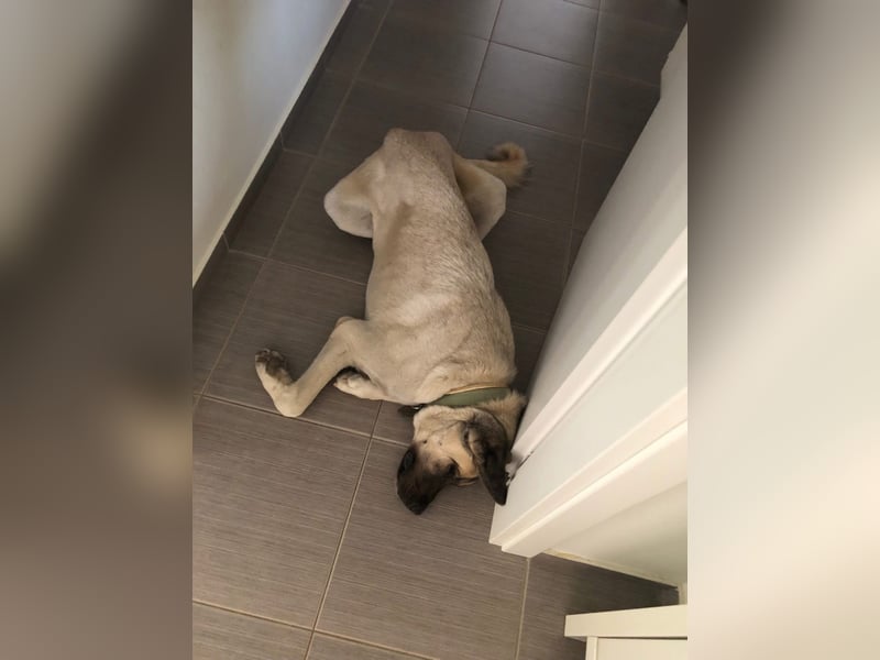 Großes Herz sucht neues Zuhause – Kangal-Hündin Gina hofft auf eine zweite Chance
