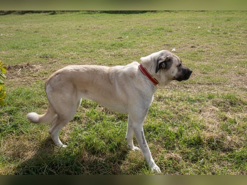 Großes Herz sucht neues Zuhause – Kangal-Hündin Gina hofft auf eine zweite Chance