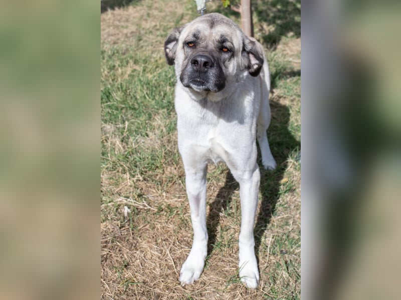 Großes Herz sucht neues Zuhause – Kangal-Hündin Gina hofft auf eine zweite Chance