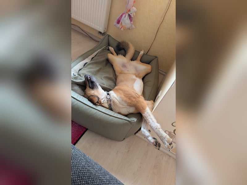 Kangal Mischlingshündin, jung, lieb und verspielt