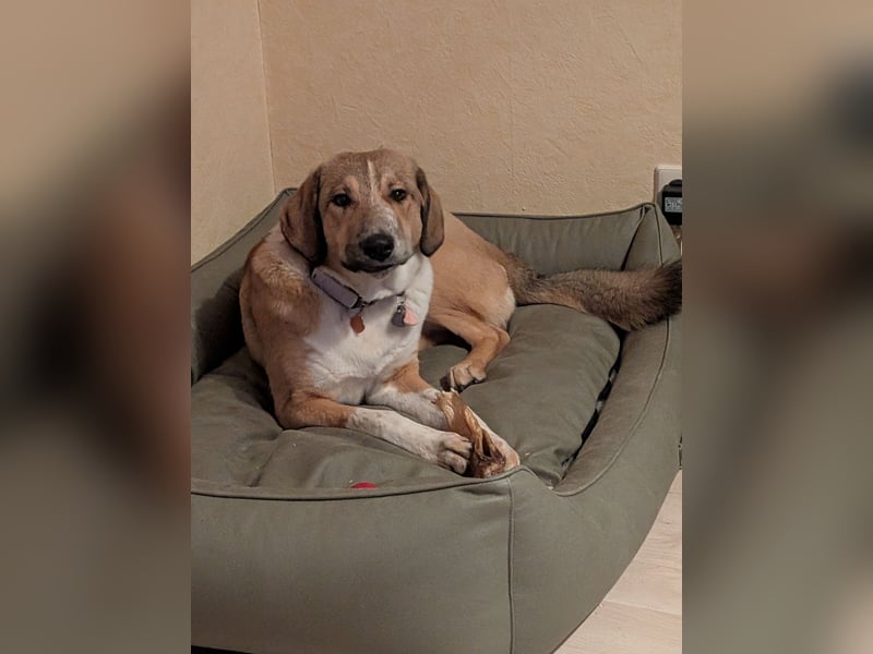 Kangal Mischlingshündin, jung, lieb und verspielt