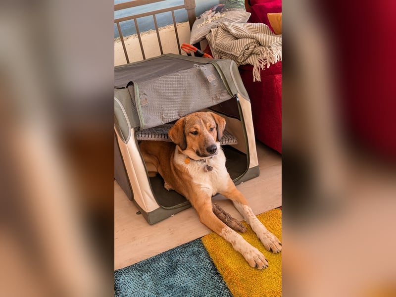 Kangal Mischlingshündin, jung, lieb und verspielt