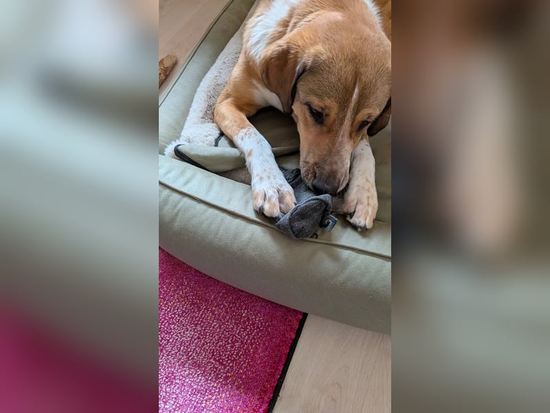 Kangal Mischlingshündin, jung, lieb und verspielt