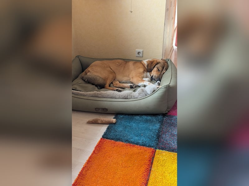 Kangal Mischlingshündin, jung, lieb und verspielt