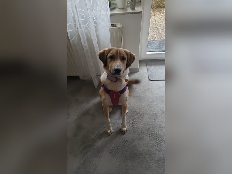 Kangal Mischlingshündin, jung, lieb und verspielt