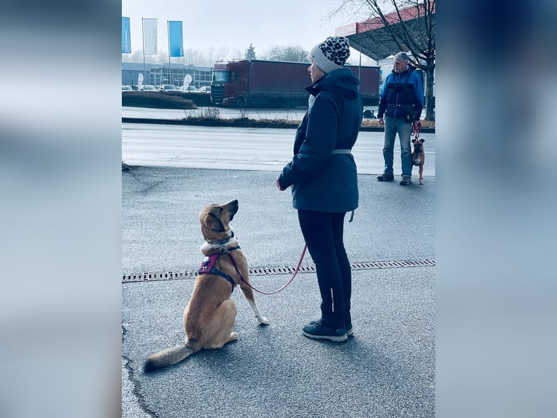 Kangal Mischlingshündin, jung, lieb und verspielt