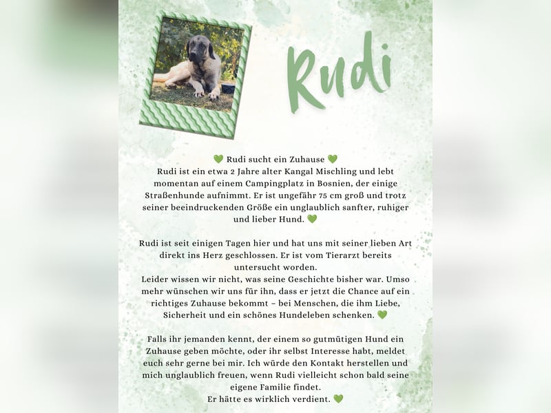 Kangal Mischling Rudi sucht ein offenes Herz
