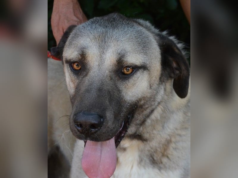 Thalles - An alle Kangal Fans: Obacht, hier kommt Thalles!