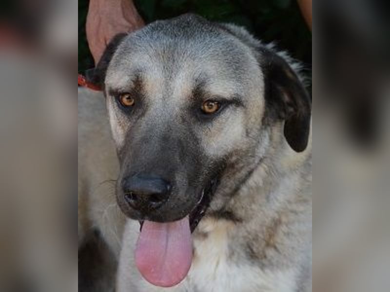 Thalles - An alle Kangal Fans: Obacht, hier kommt Thalles!