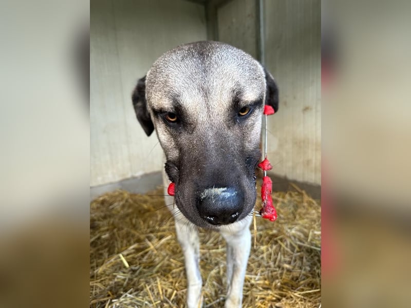 Thalles - An alle Kangal Fans: Obacht, hier kommt Thalles!