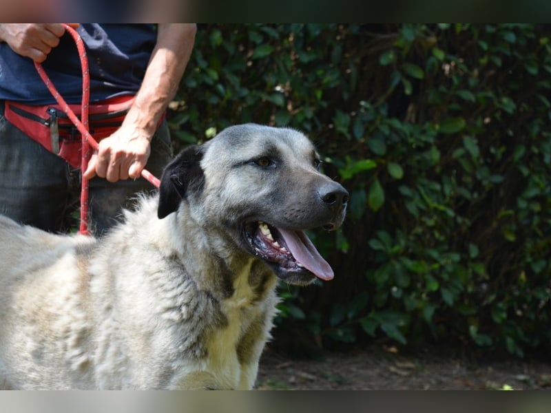 Thalles - An alle Kangal Fans: Obacht, hier kommt Thalles!