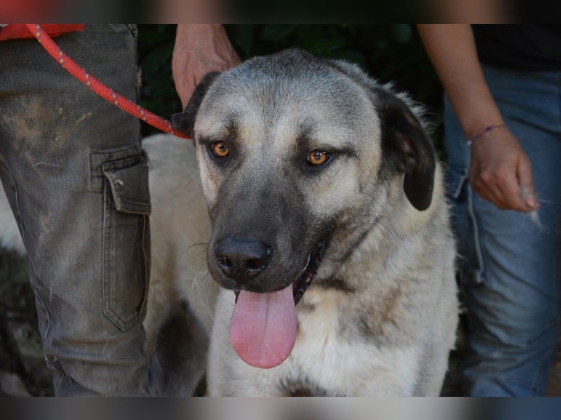 Thalles - An alle Kangal Fans: Obacht, hier kommt Thalles!