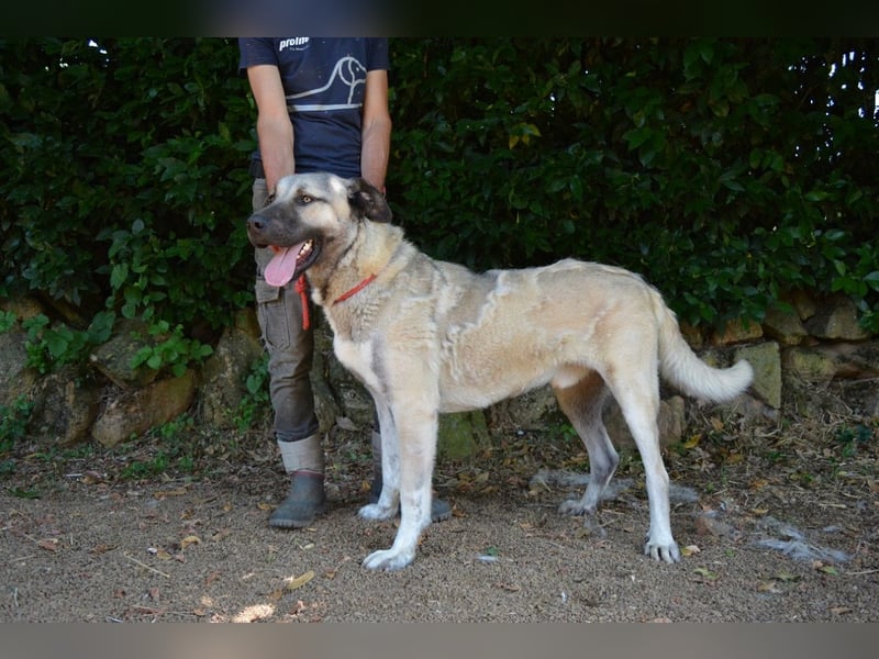 Thalles - An alle Kangal Fans: Obacht, hier kommt Thalles!