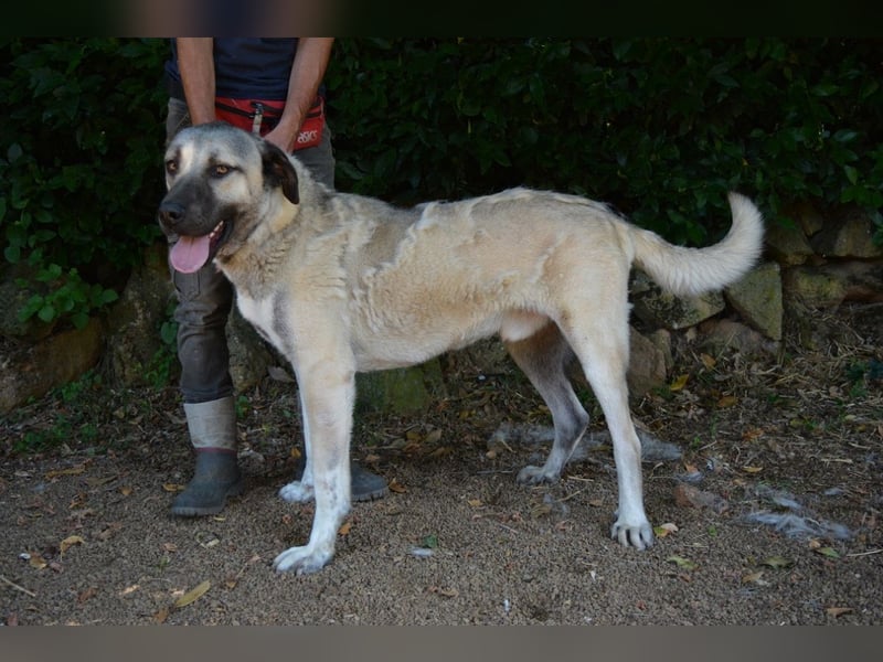 Thalles - An alle Kangal Fans: Obacht, hier kommt Thalles!