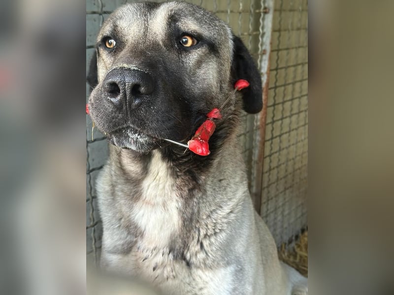 Thalles - An alle Kangal Fans: Obacht, hier kommt Thalles!