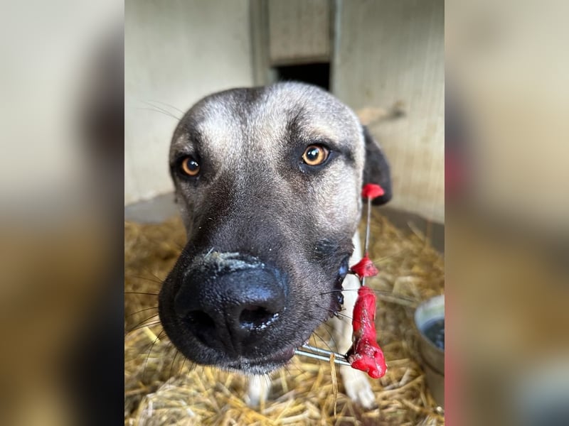 Thalles - An alle Kangal Fans: Obacht, hier kommt Thalles!