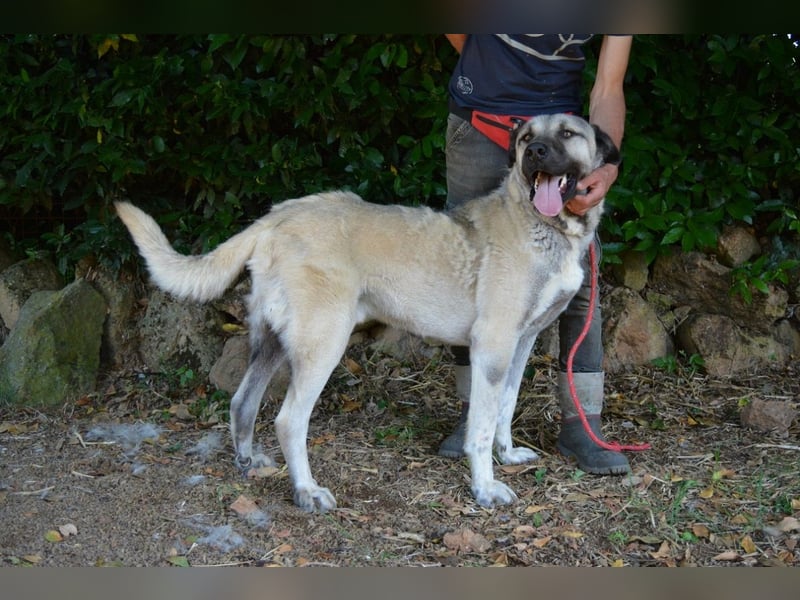 Thalles - An alle Kangal Fans: Obacht, hier kommt Thalles!