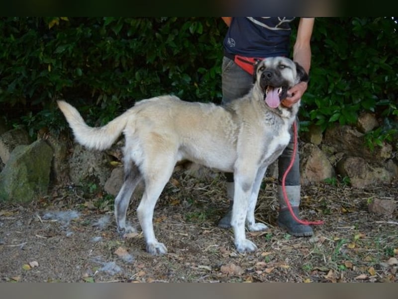 Thalles - An alle Kangal Fans: Obacht, hier kommt Thalles!