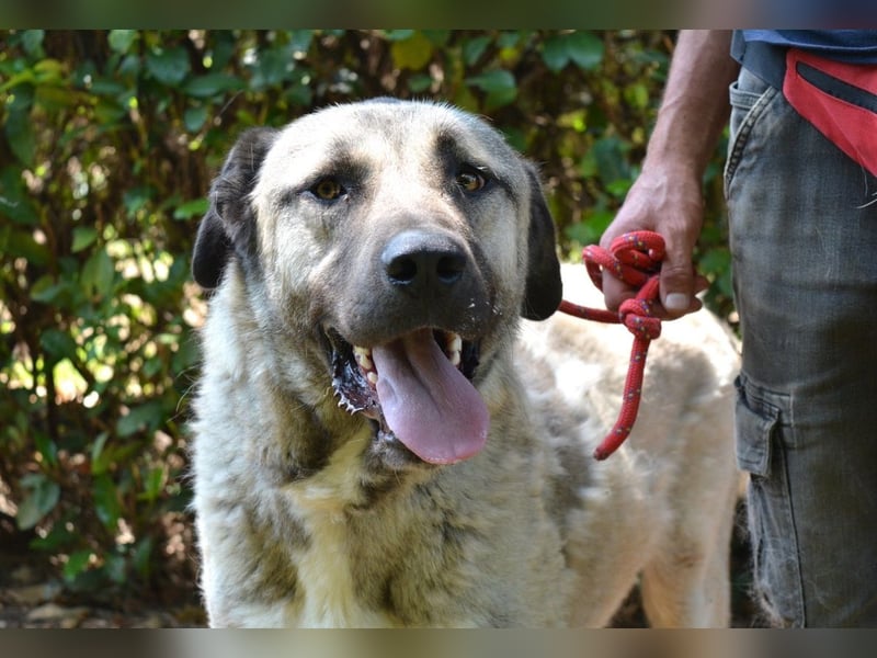 Thalles - An alle Kangal Fans: Obacht, hier kommt Thalles!