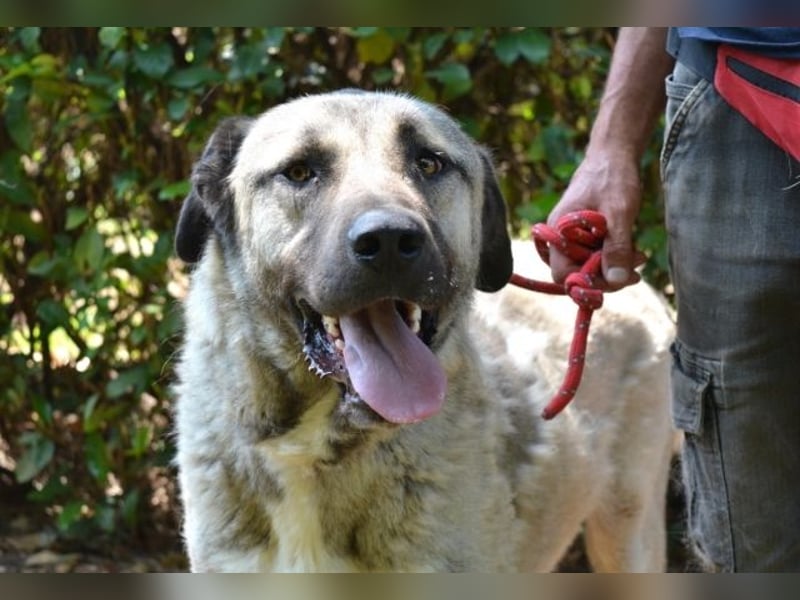 Thalles - An alle Kangal Fans: Obacht, hier kommt Thalles!