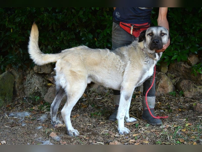 Thalles - An alle Kangal Fans: Obacht, hier kommt Thalles!